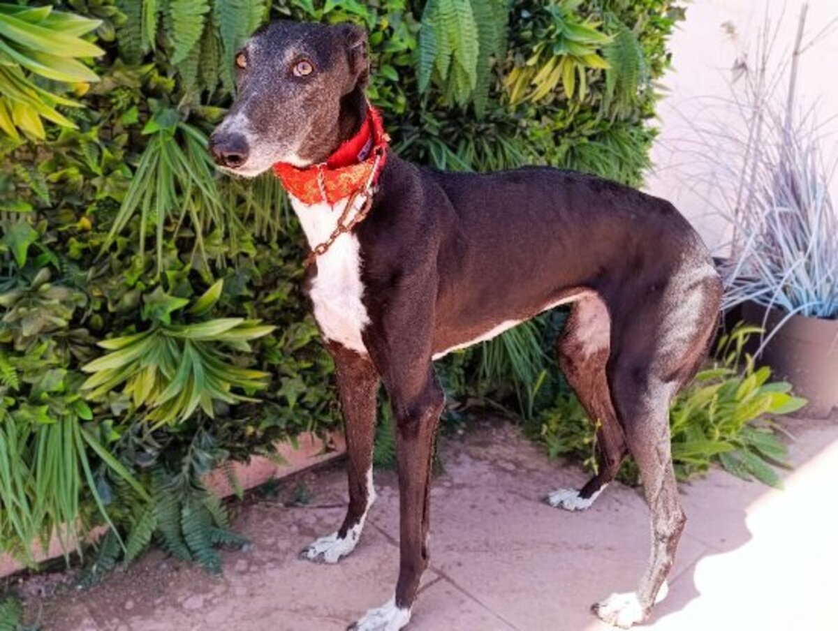 Adoption Ferit