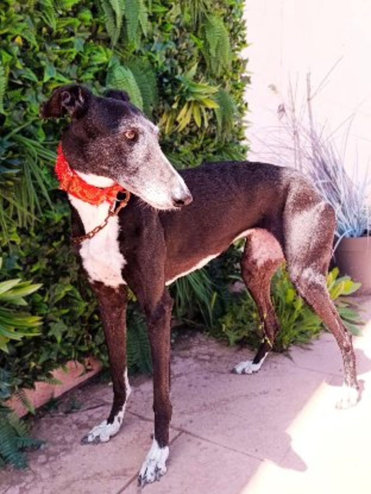 Adoption Ferit