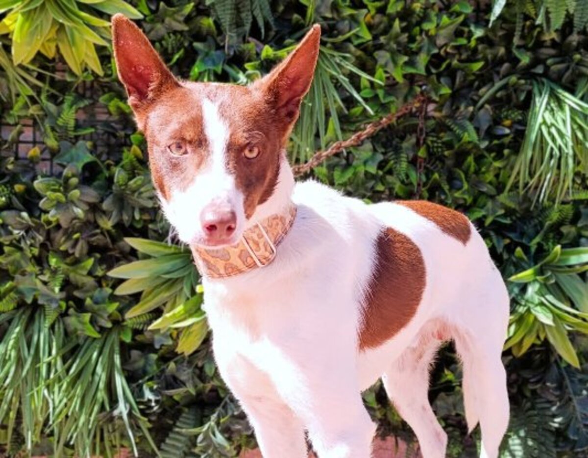 Adoption Ferrrro