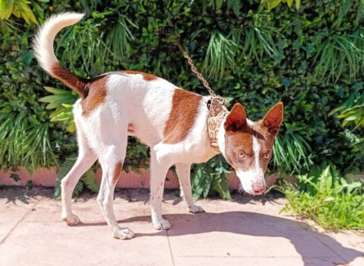 Adoption Ferrrro