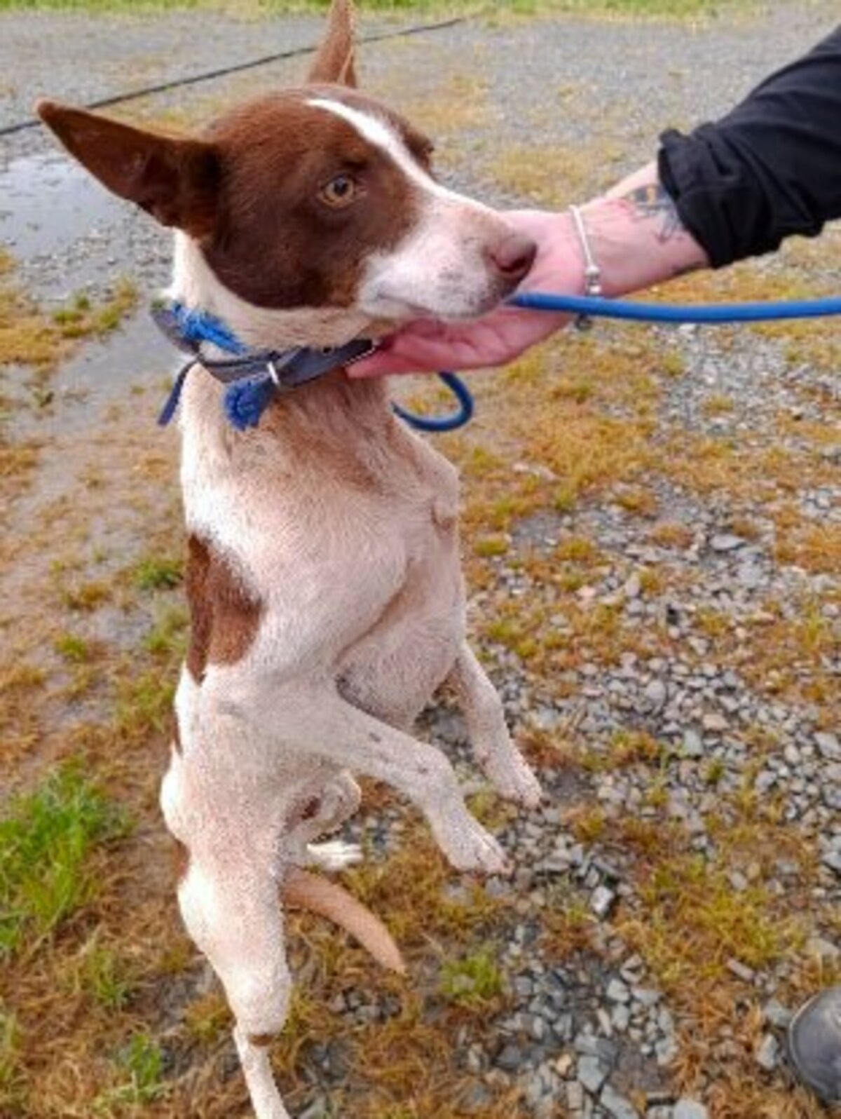 Adoption Ferrrro