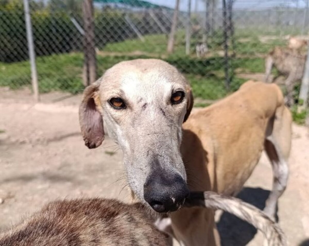 Adoption Fidi