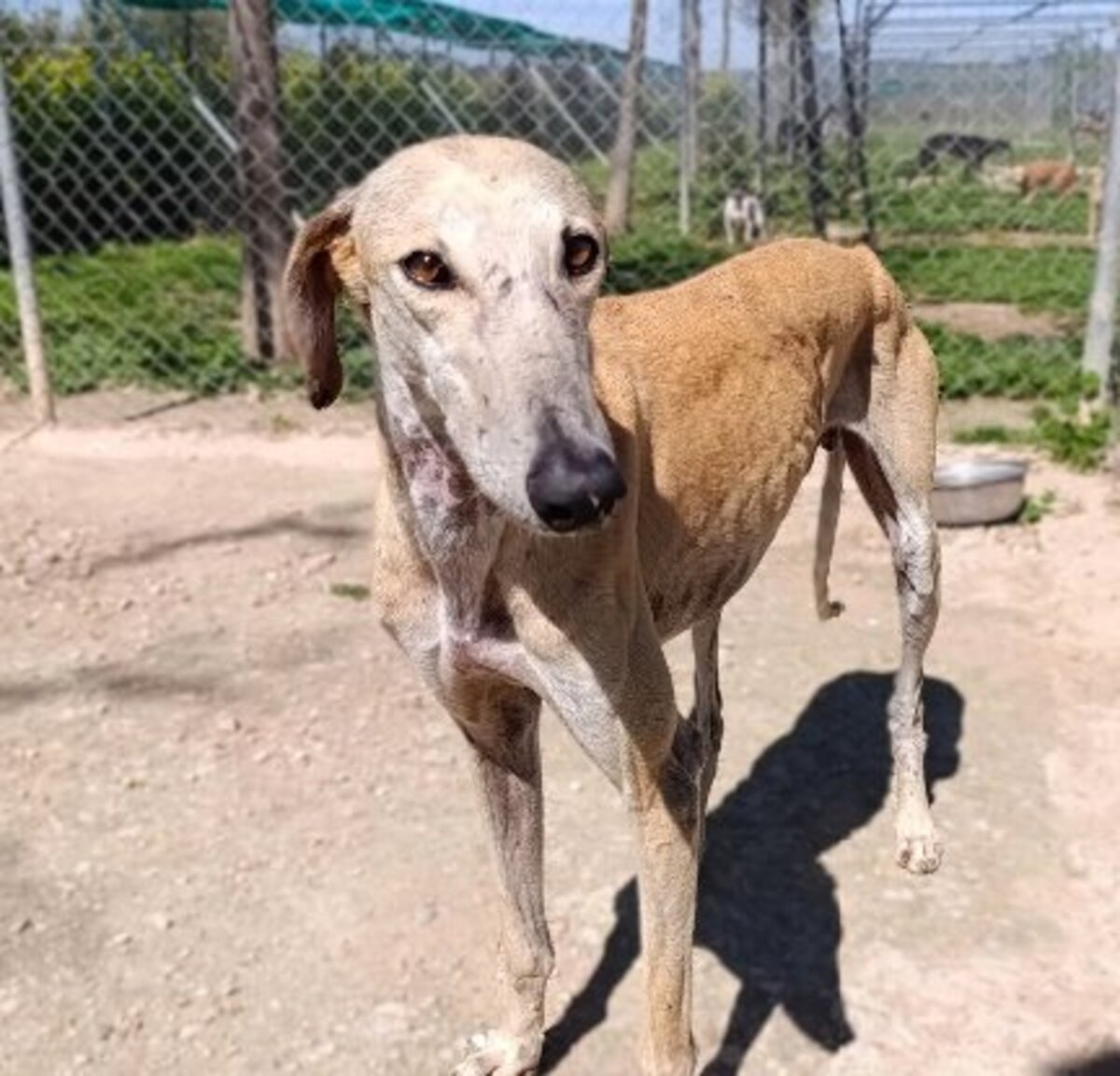 Adoption Fidi