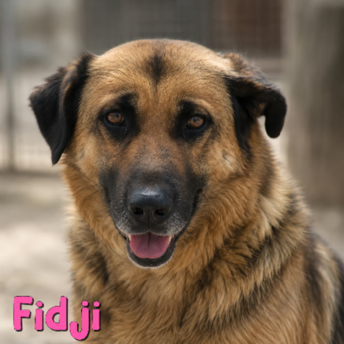 Adoption Fidji