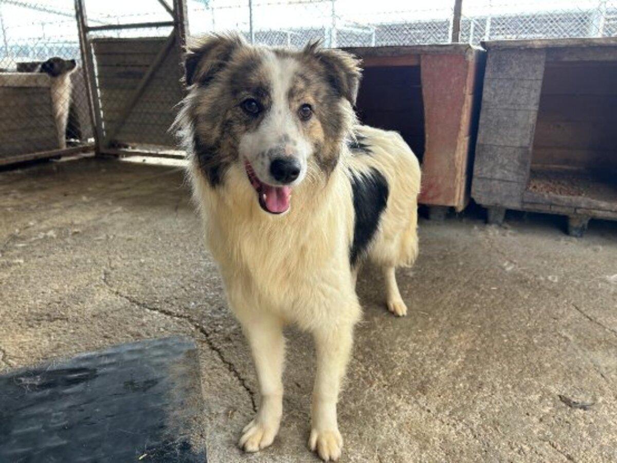 Adoption Fiene