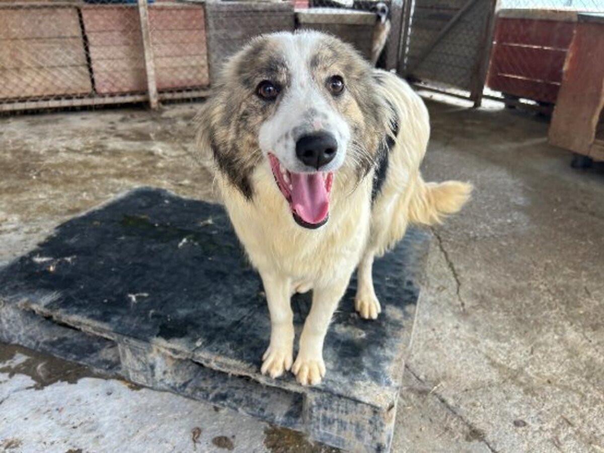 Adoption Fiene