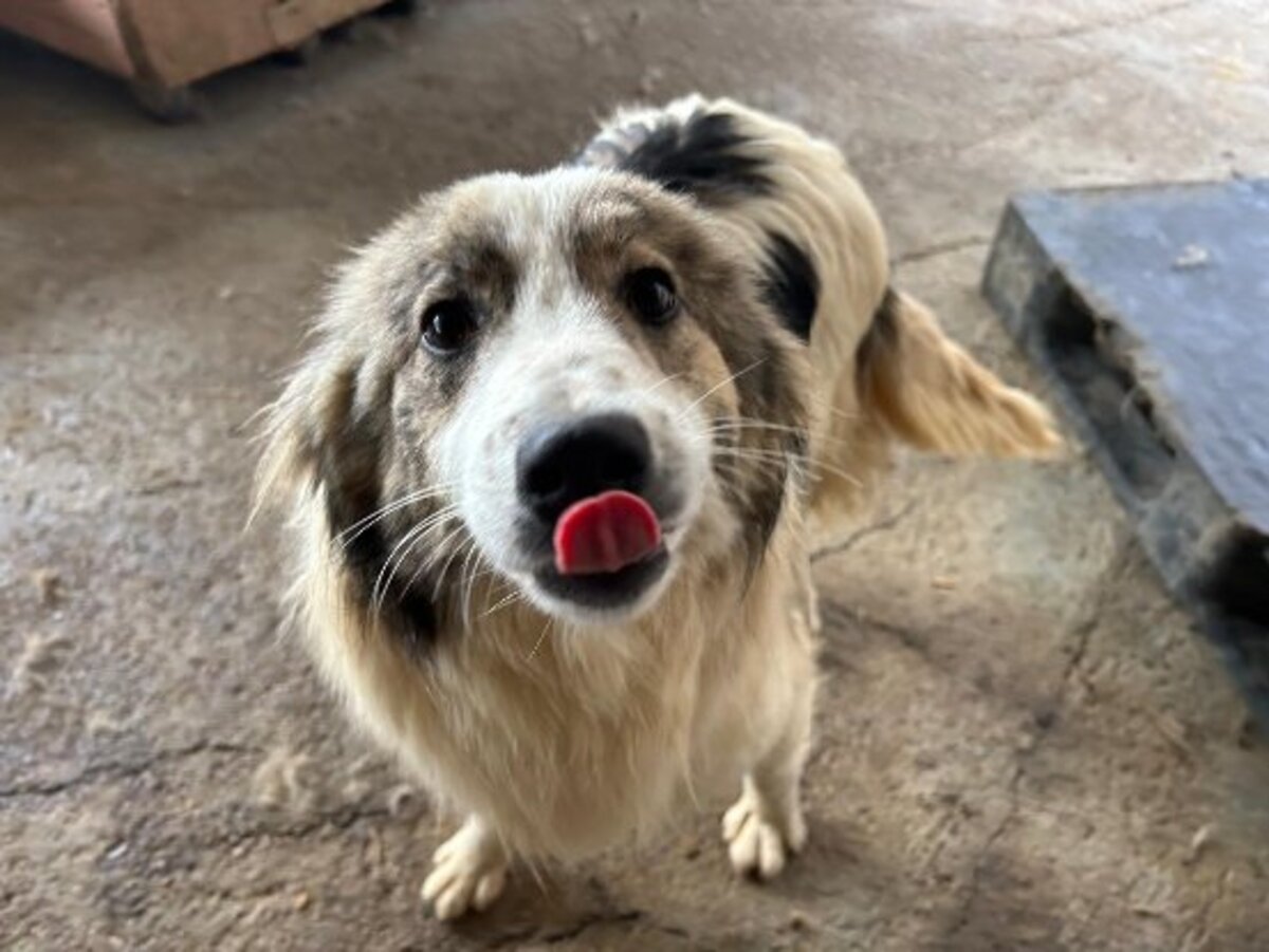 Adoption Fiene