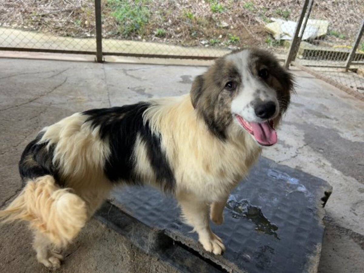 Adoption Fiene
