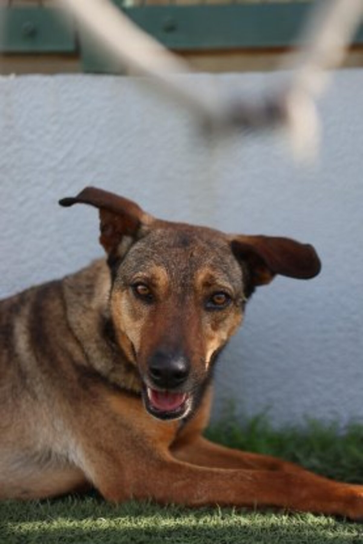 Adoption Fifi