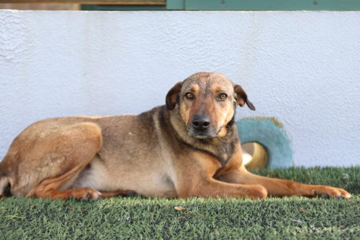 Adoption Fifi