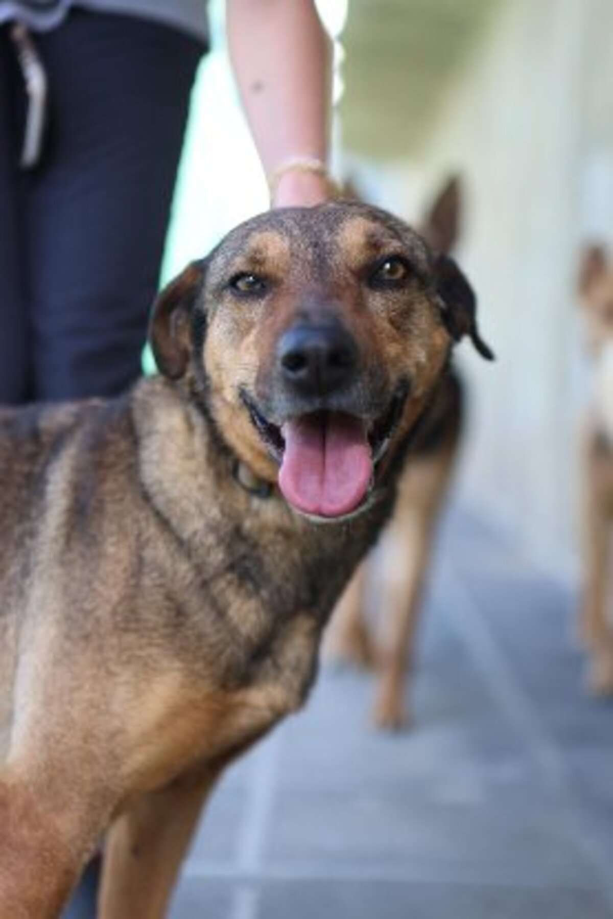 Adoption Fifi
