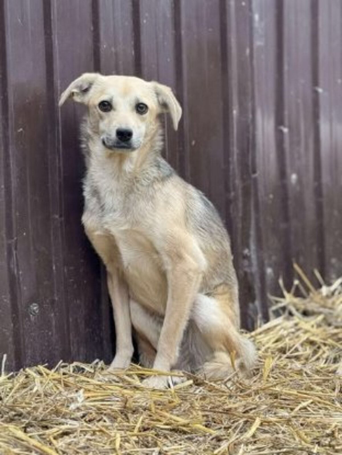 Adoption Fiica