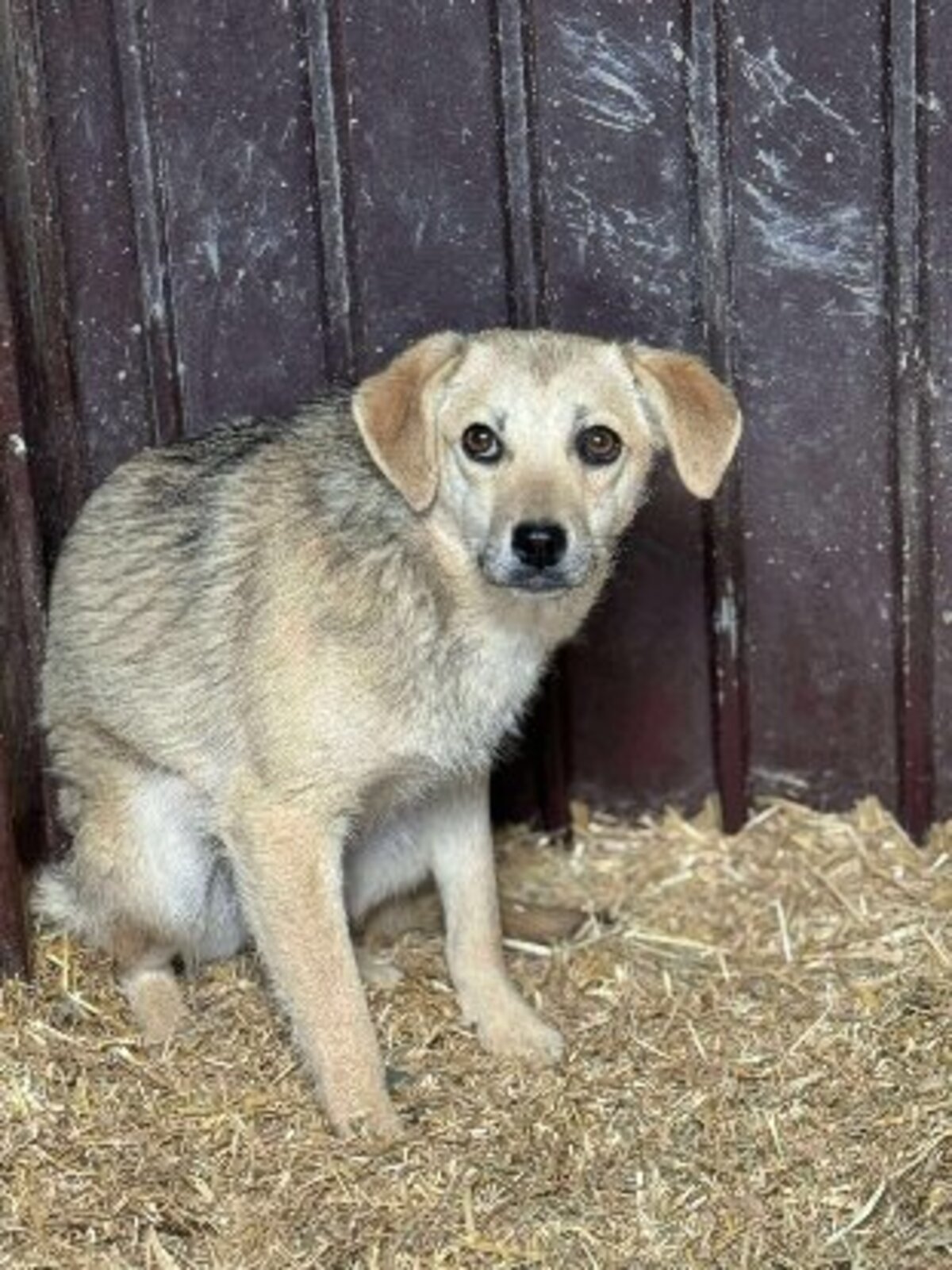 Adoption Fiica