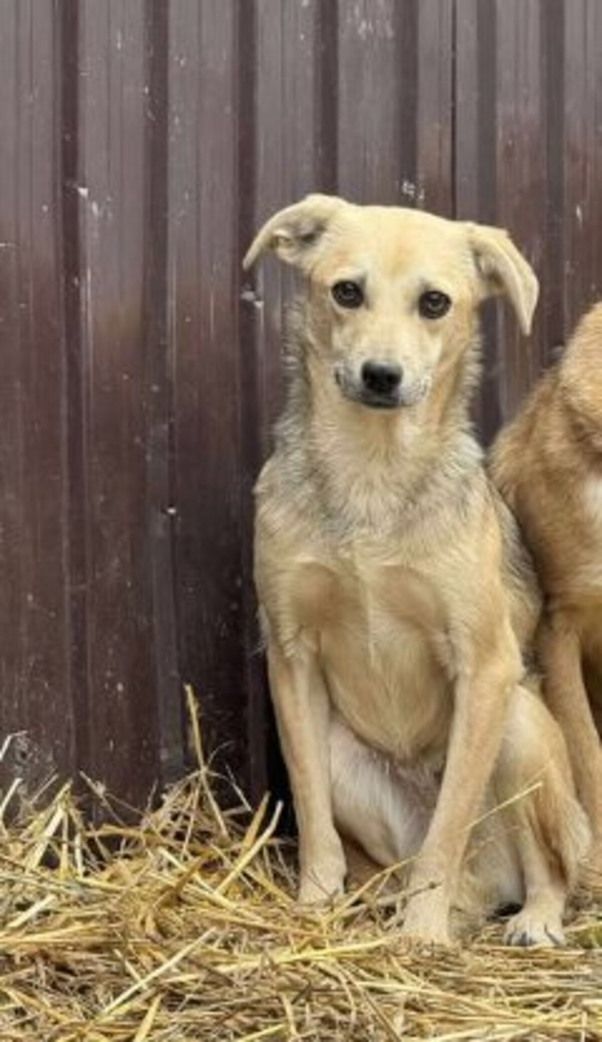 Adoption Fiica