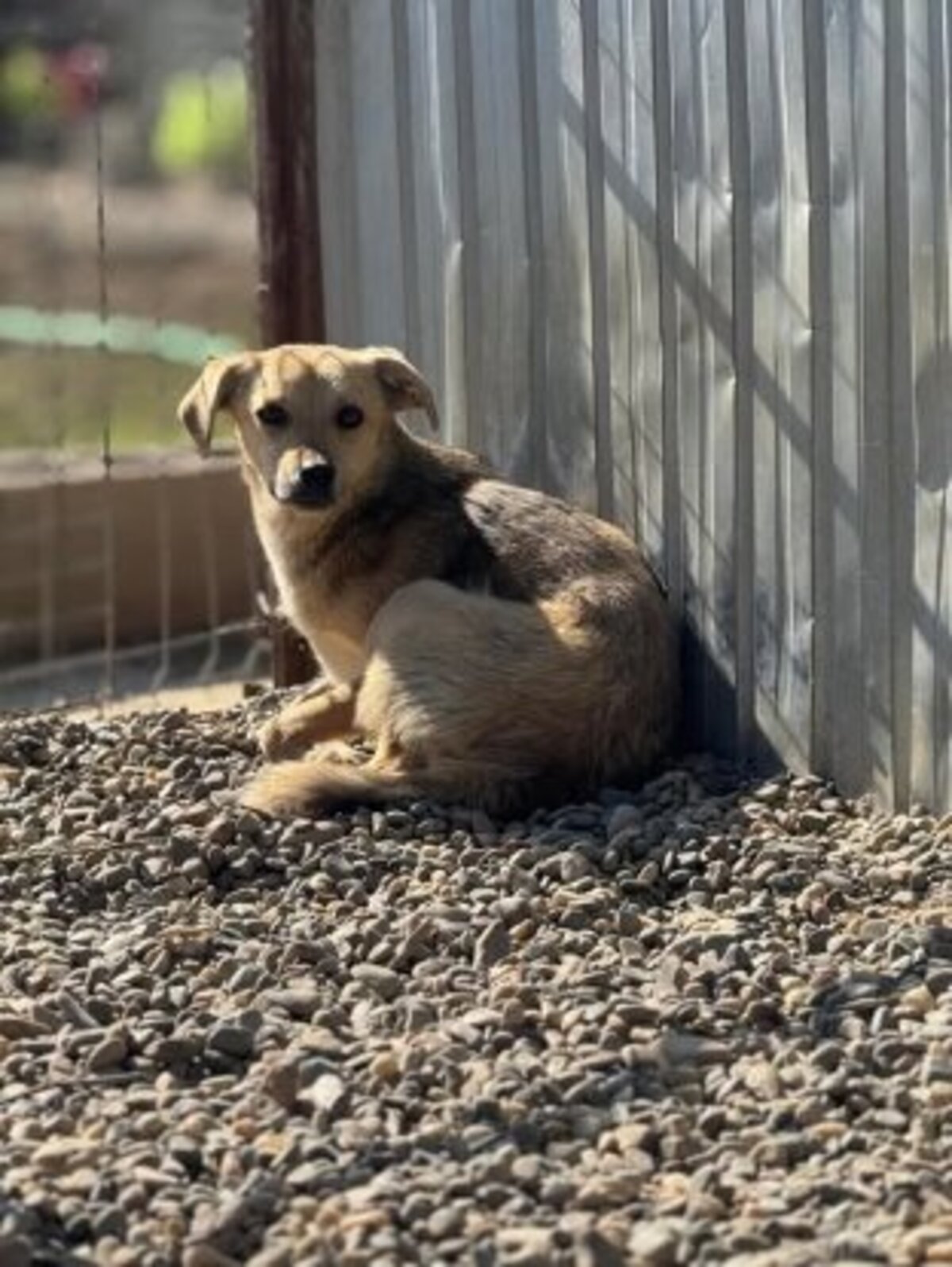 Adoption Fiica