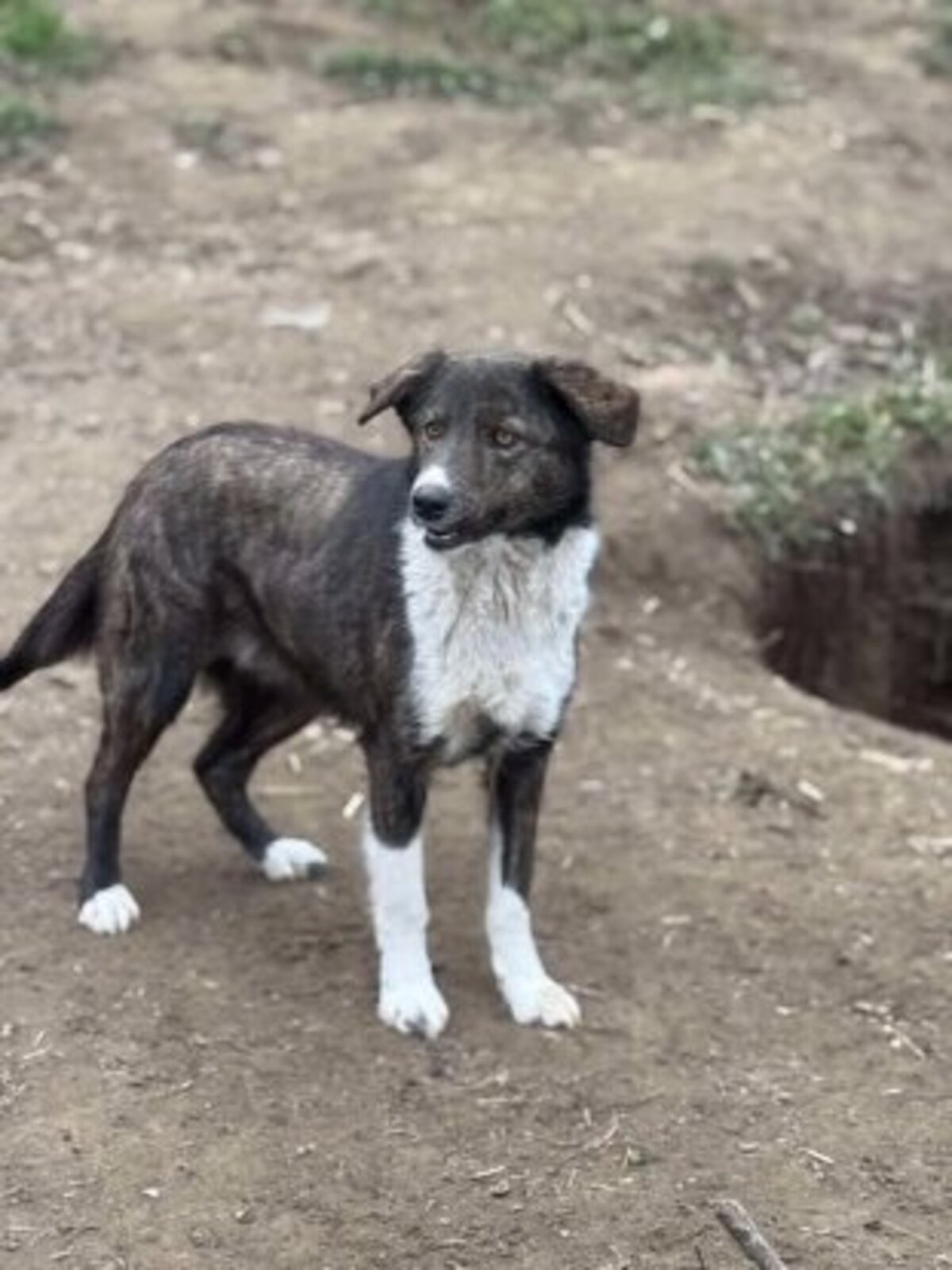 Adoption Filoute
