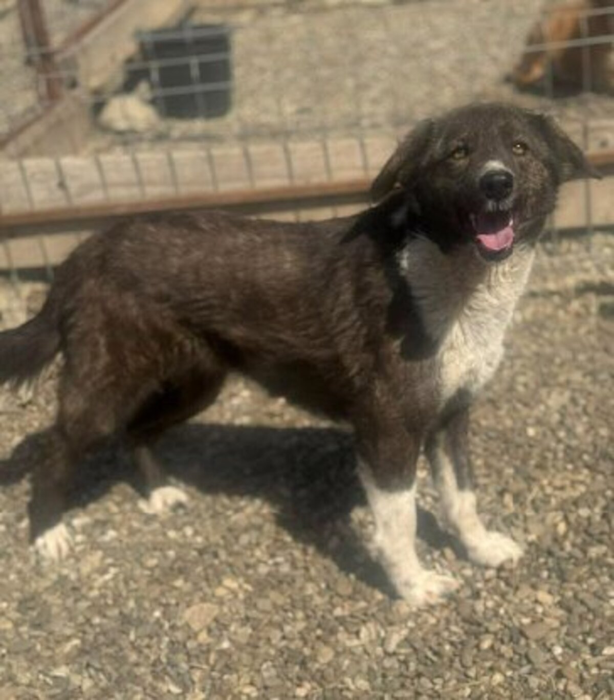 Adoption Filoute