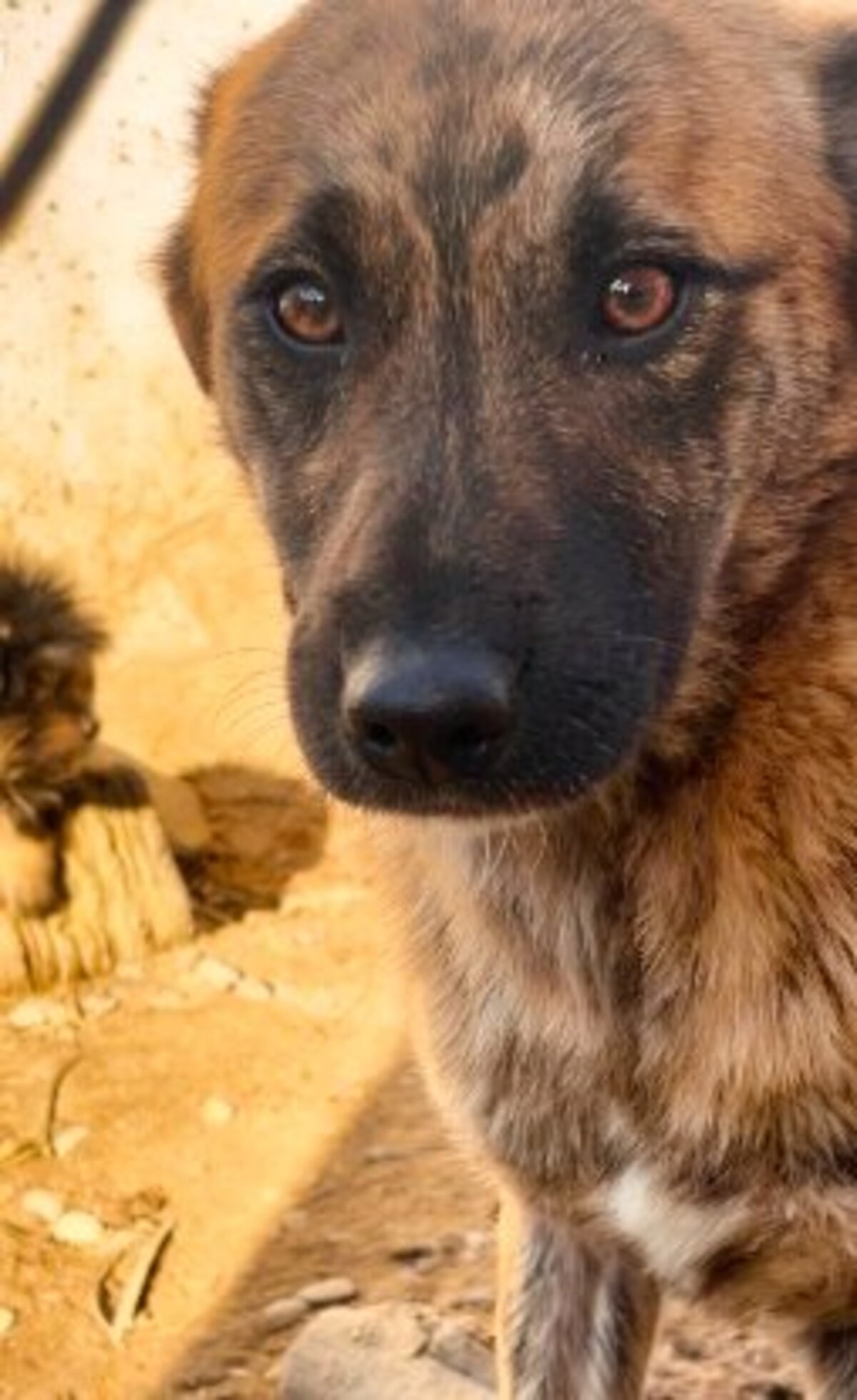 Adoption Finja