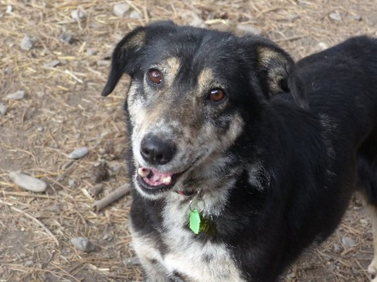 Adoption Fiona