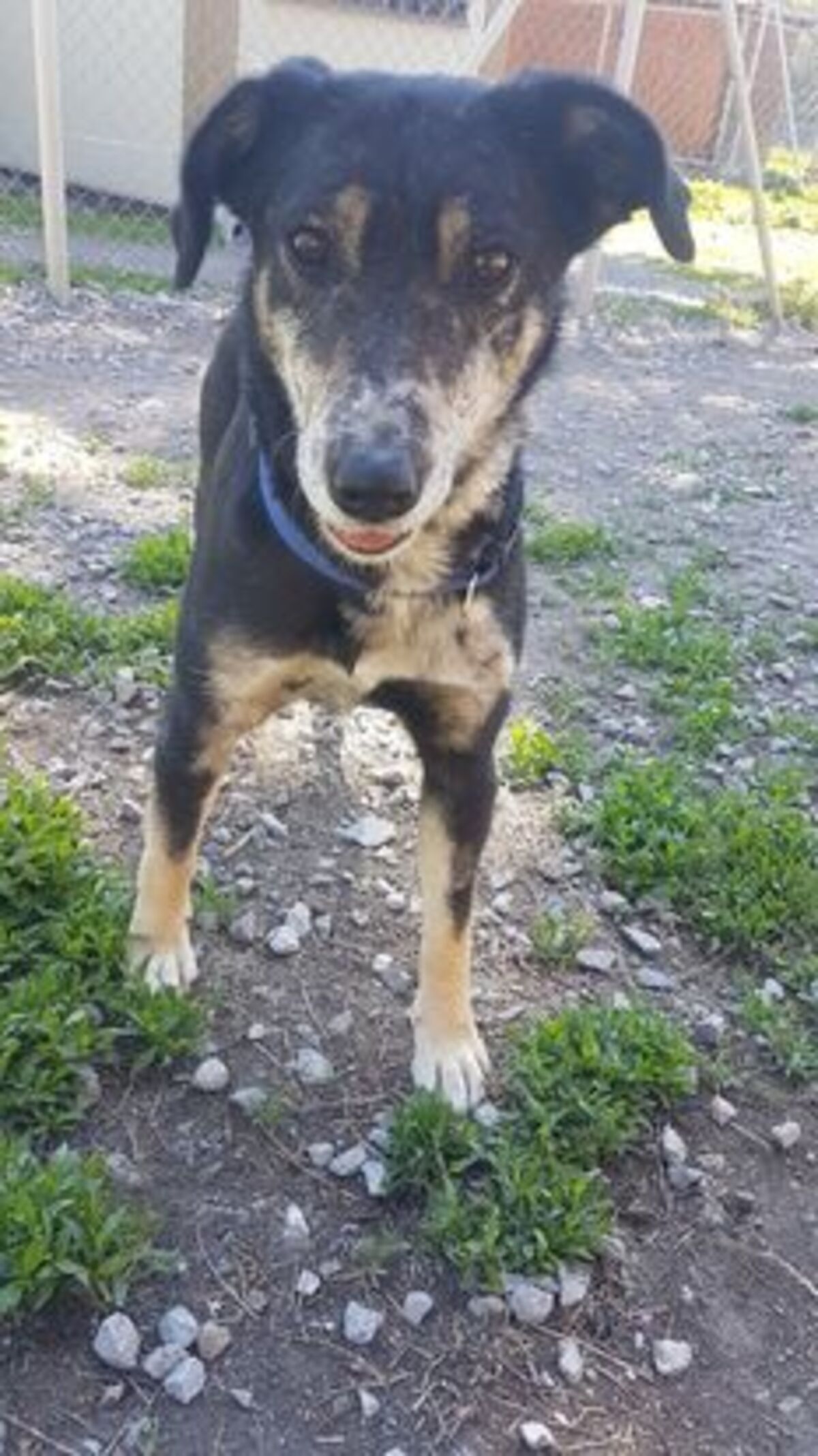 Adoption Fiona