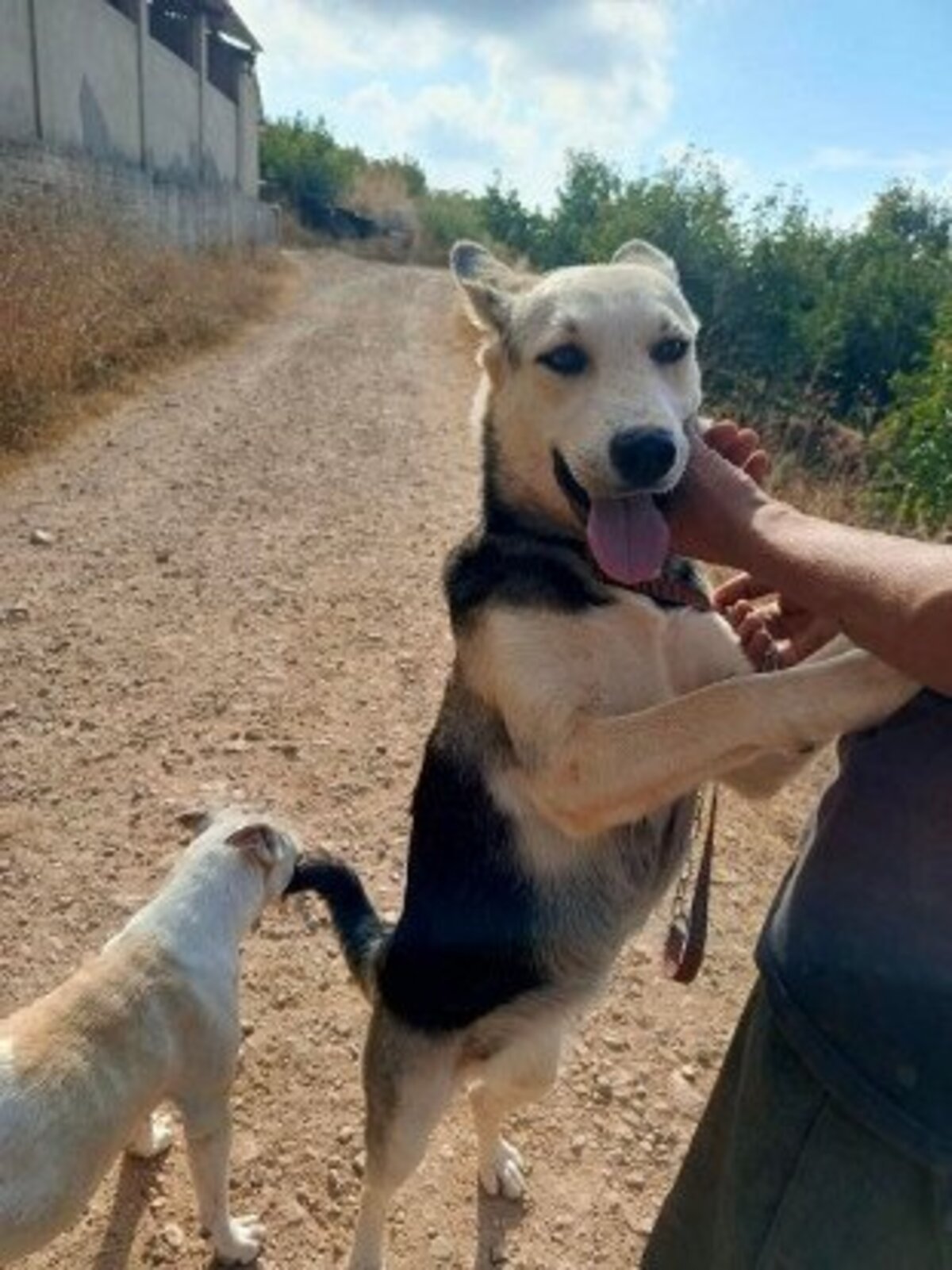Adoption Fiona