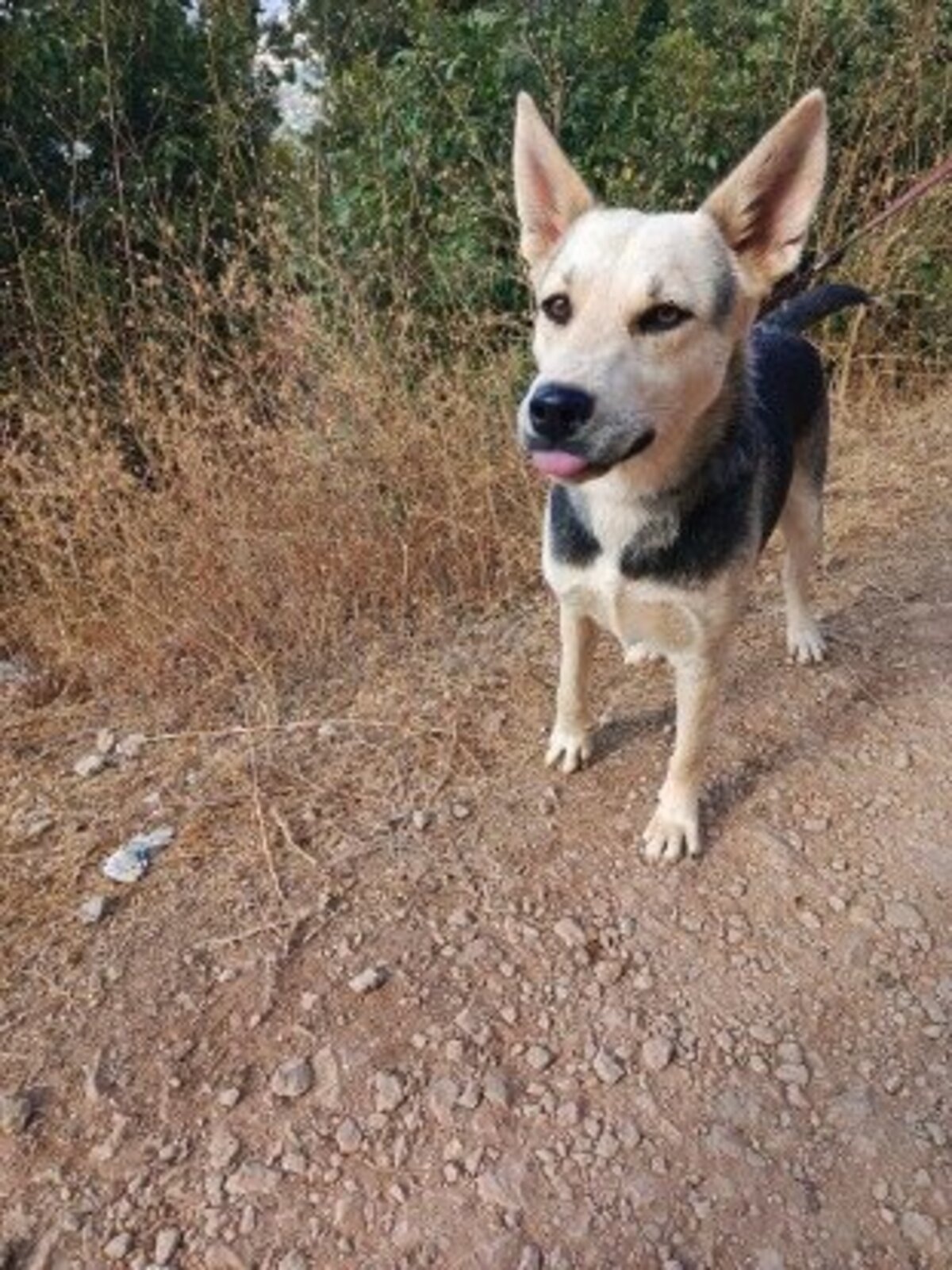 Adoption Fiona