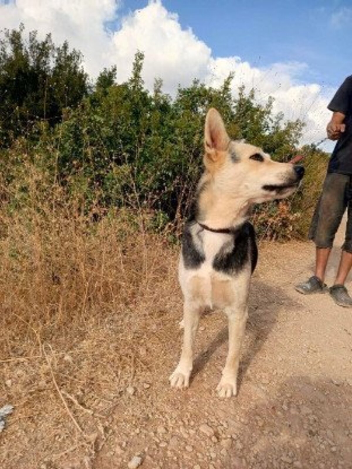 Adoption Fiona