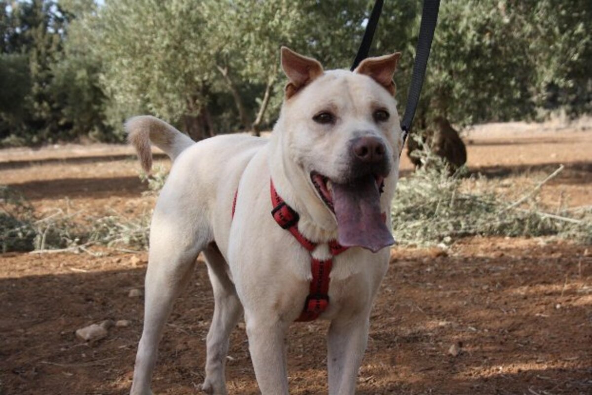 Adoption Fito