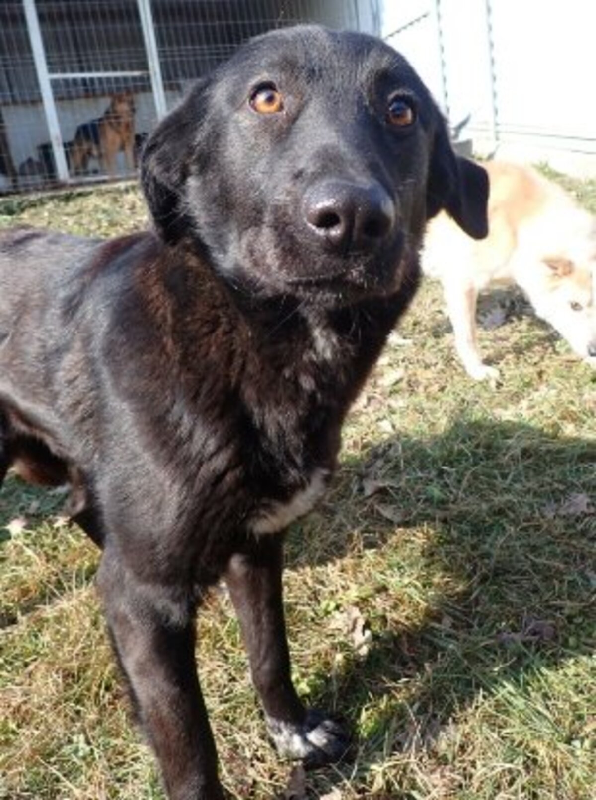 Adoption Fizz