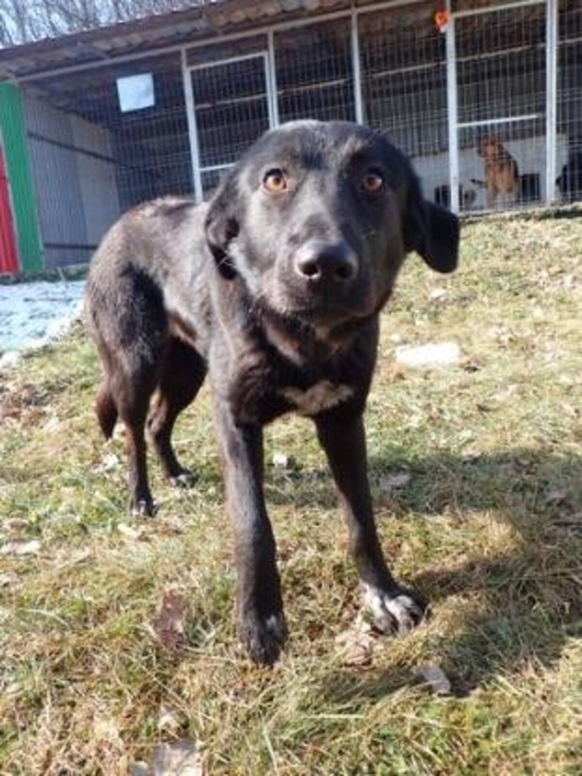 Adoption Fizz