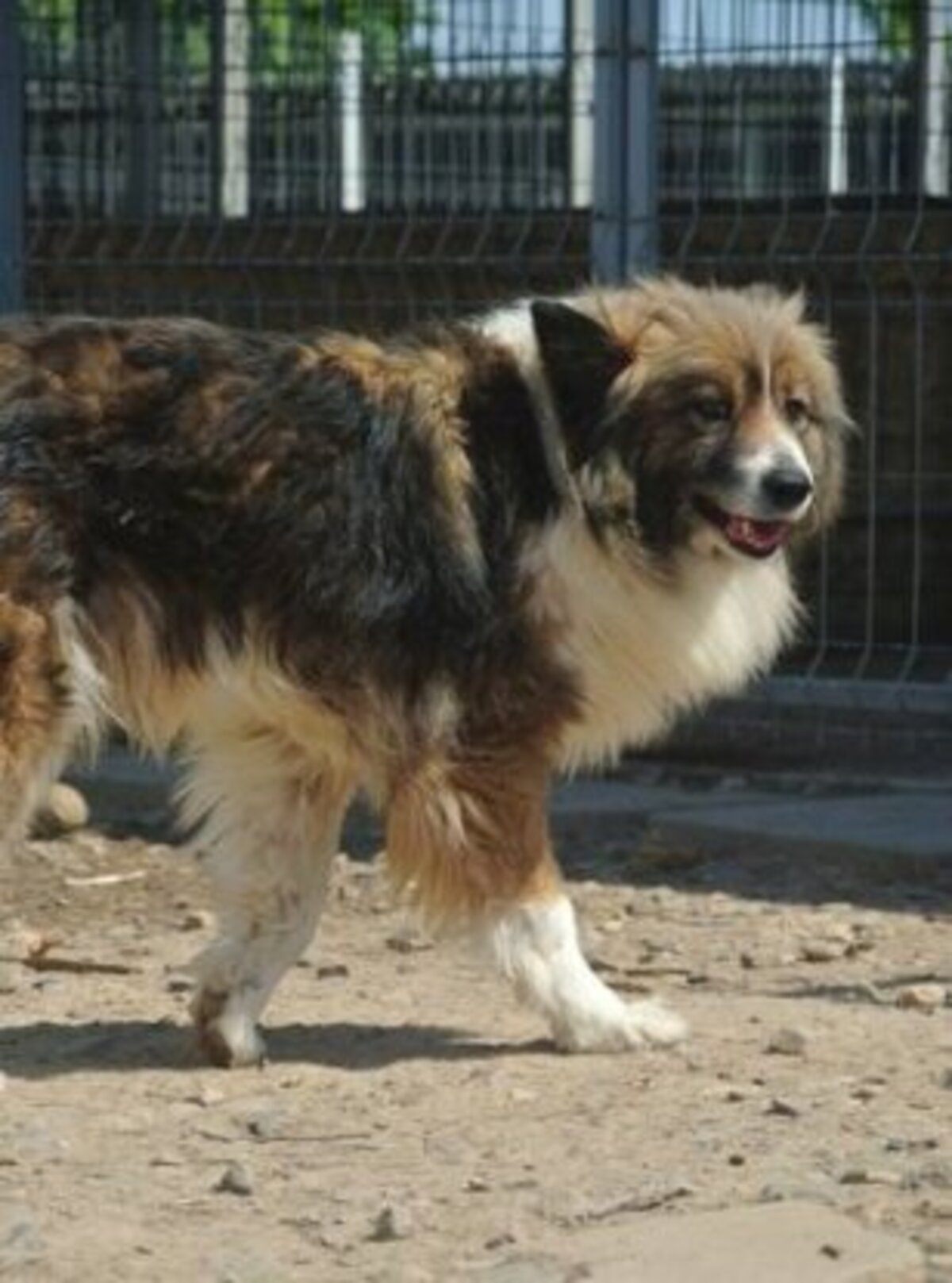 Adoption Flammeche