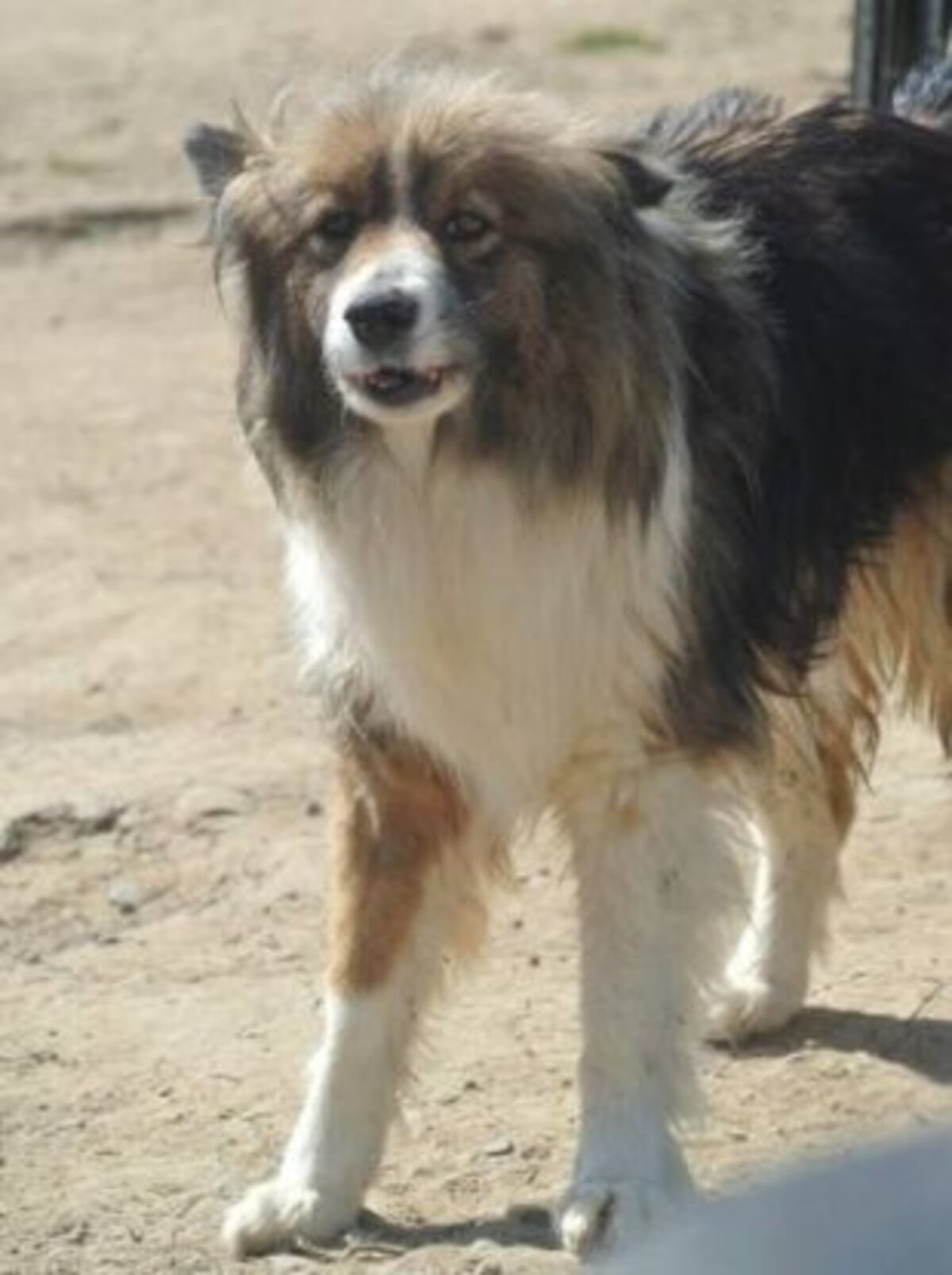 Adoption Flammeche