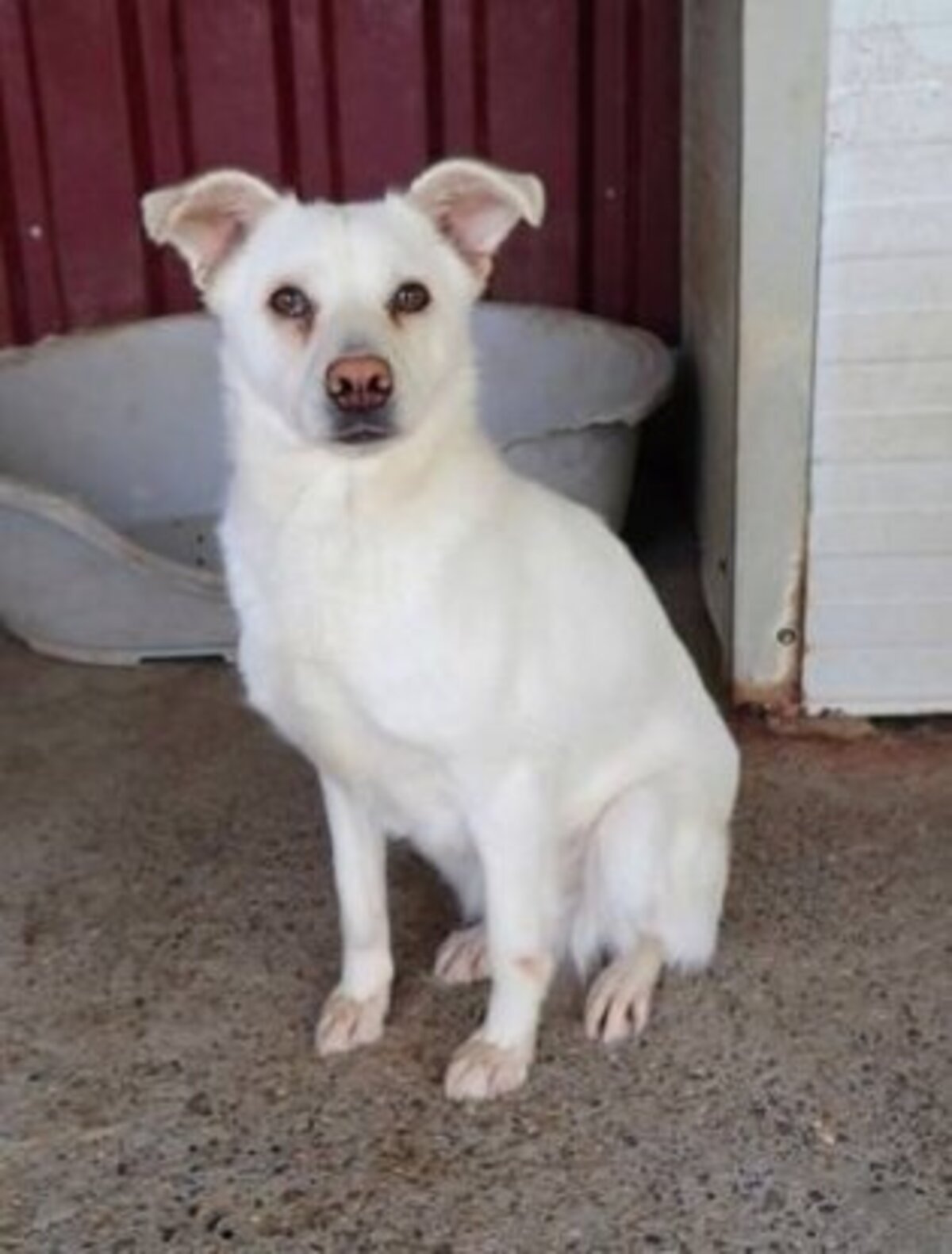 Adoption Fleur