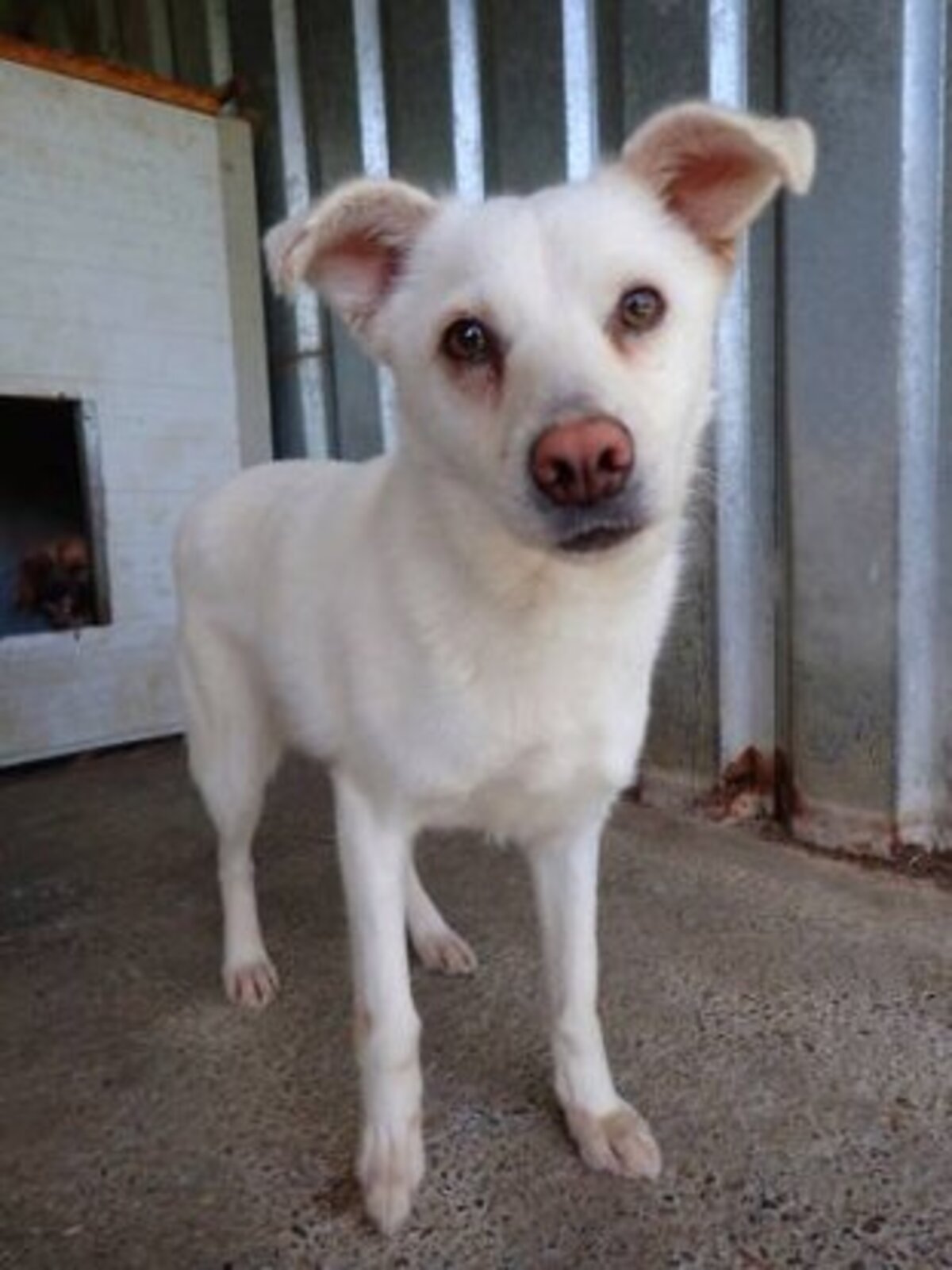 Adoption Fleur