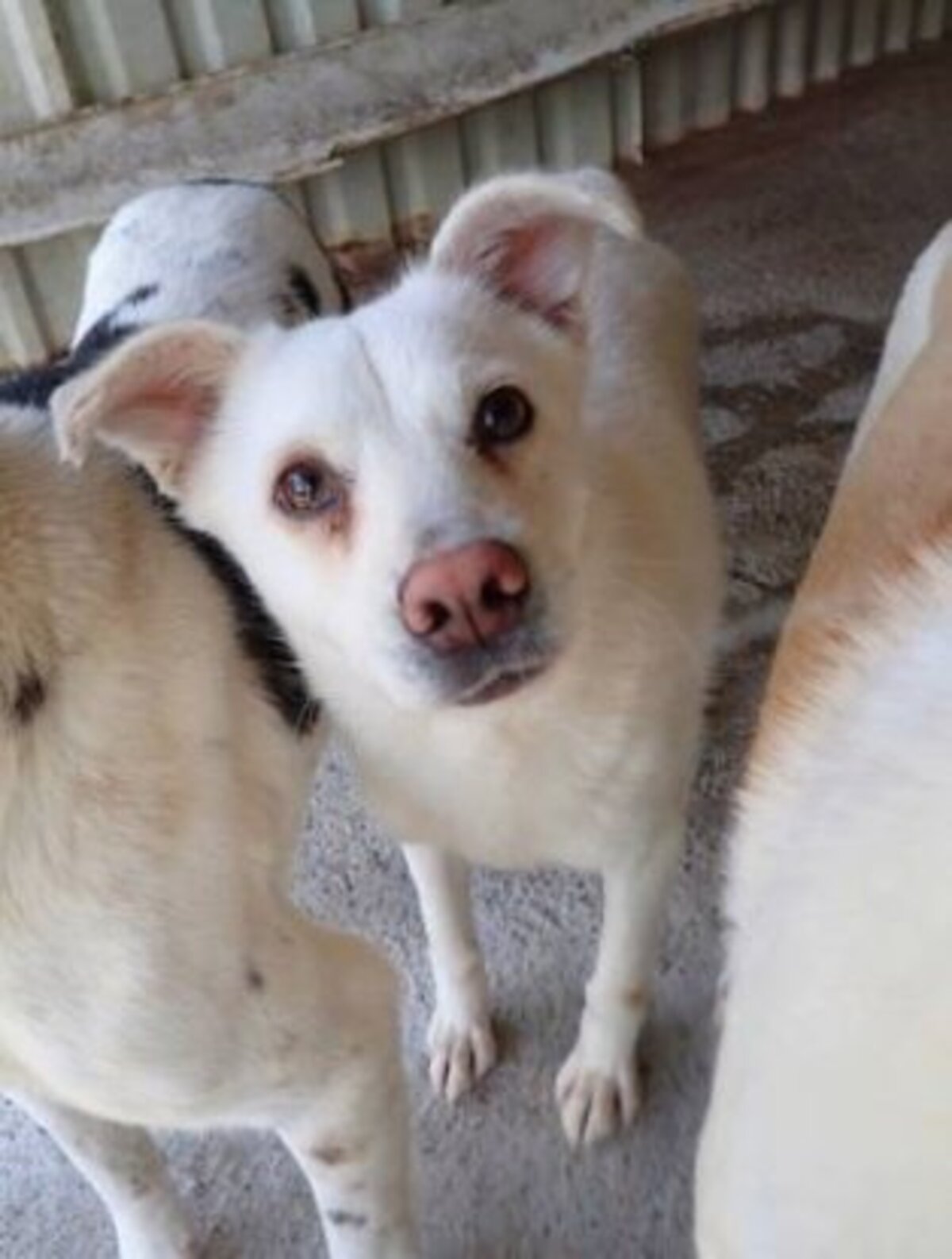 Adoption Fleur