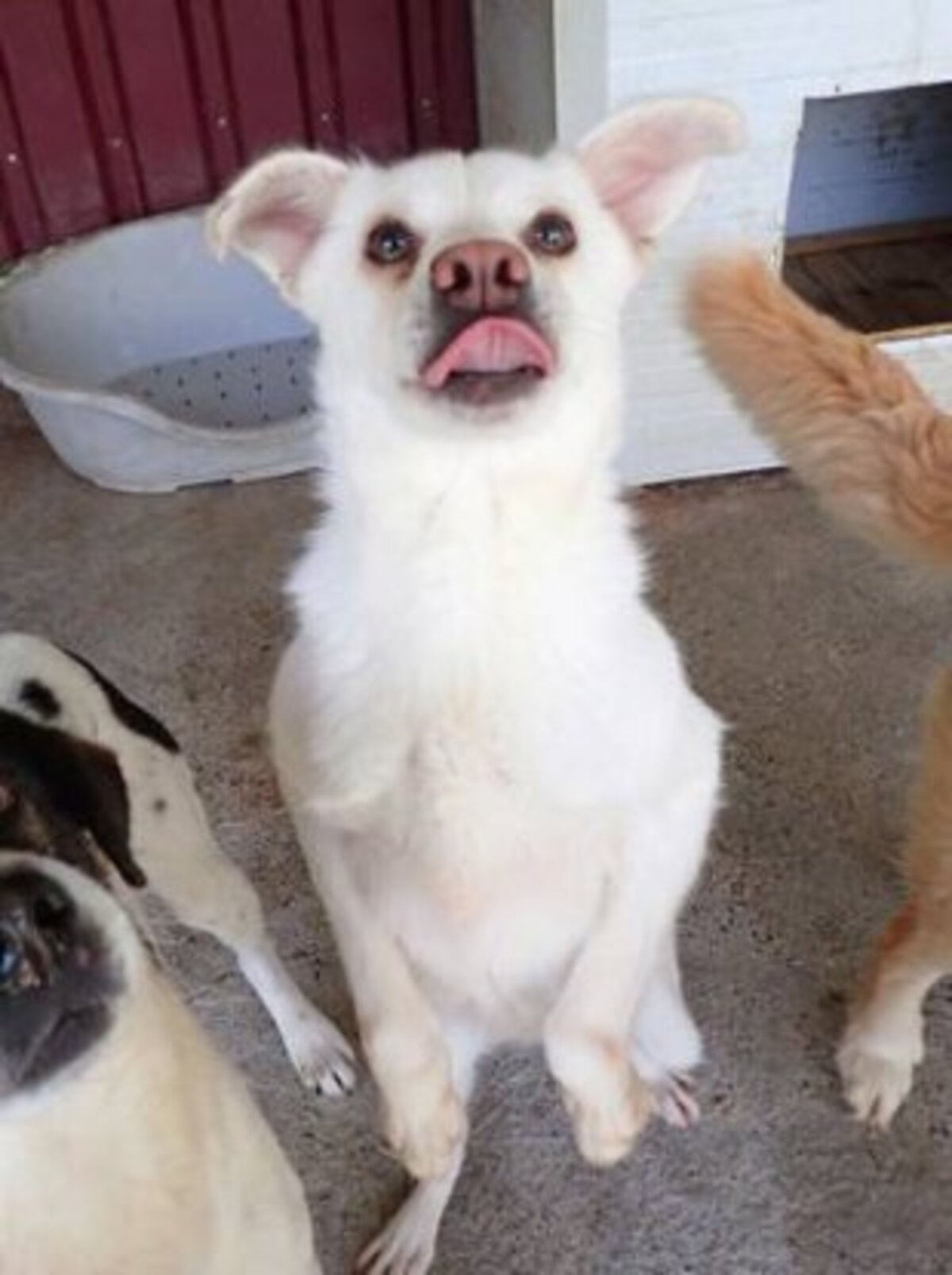 Adoption Fleur