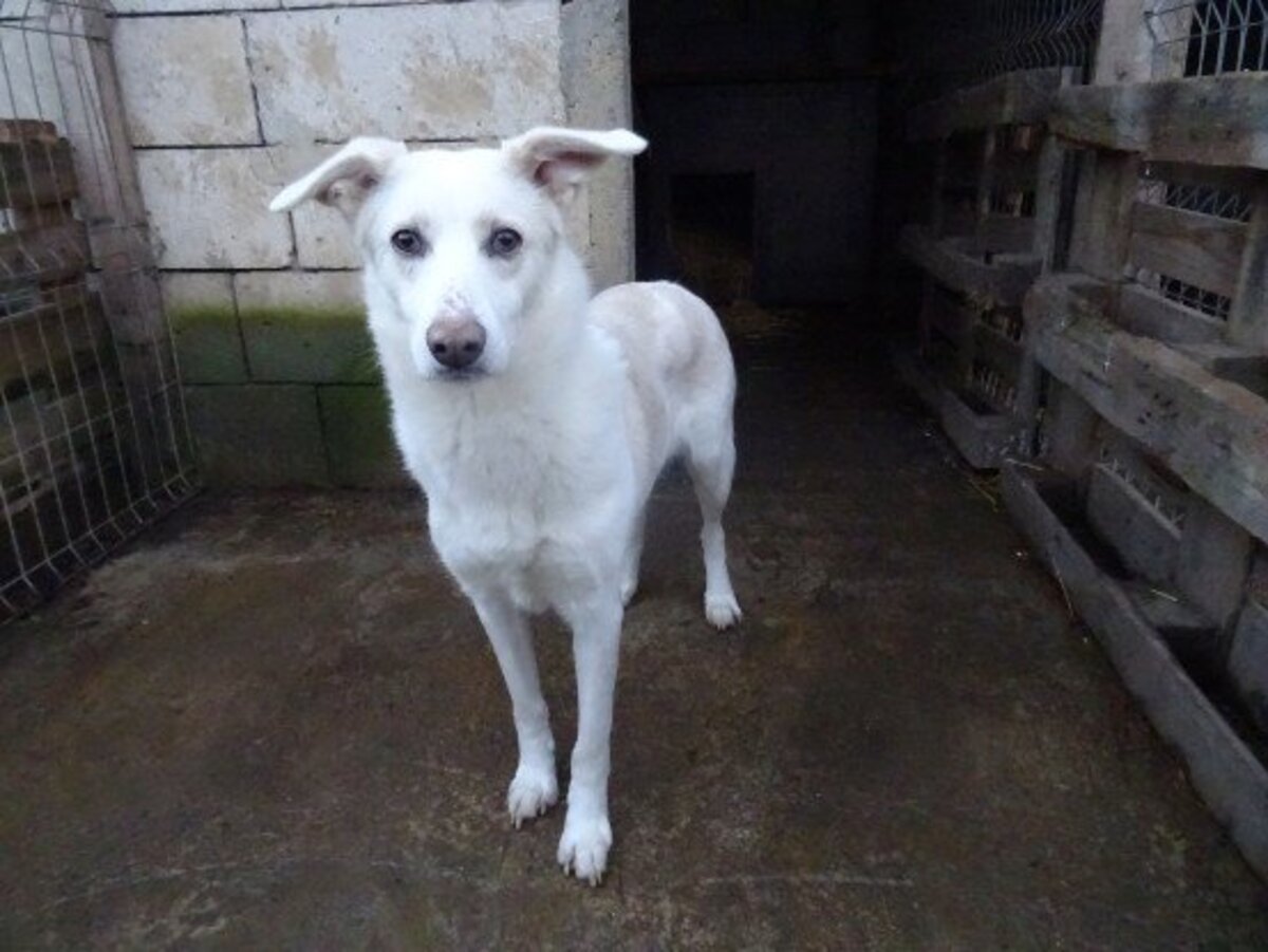 Adoption Floki