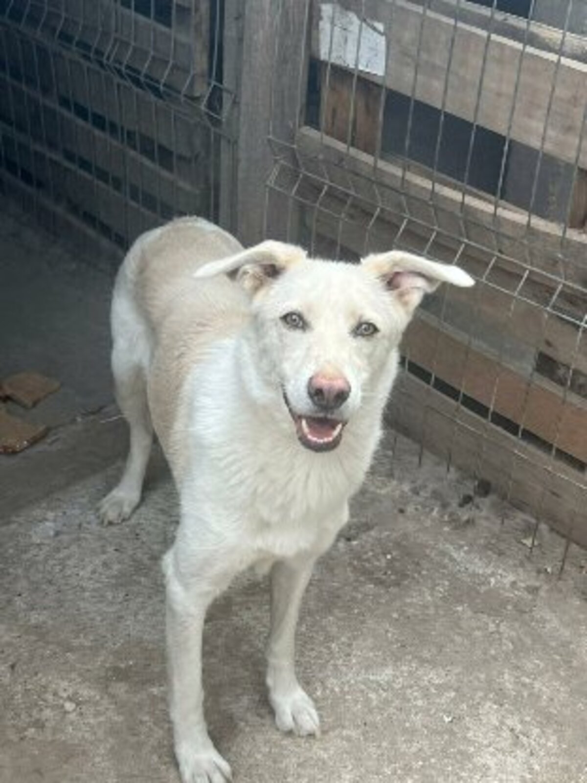Adoption Floki
