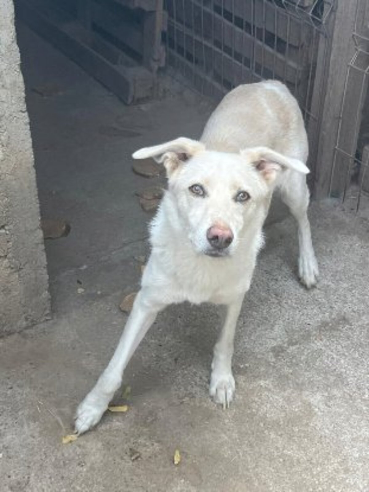 Adoption Floki
