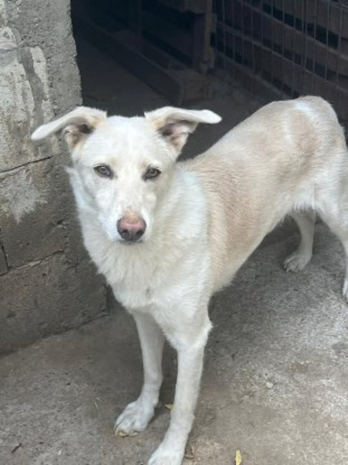 Adoption Floki