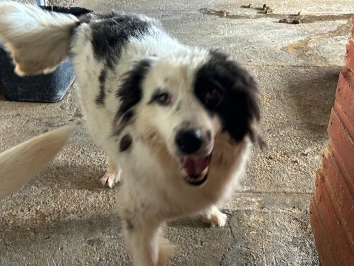 Adoption Floki