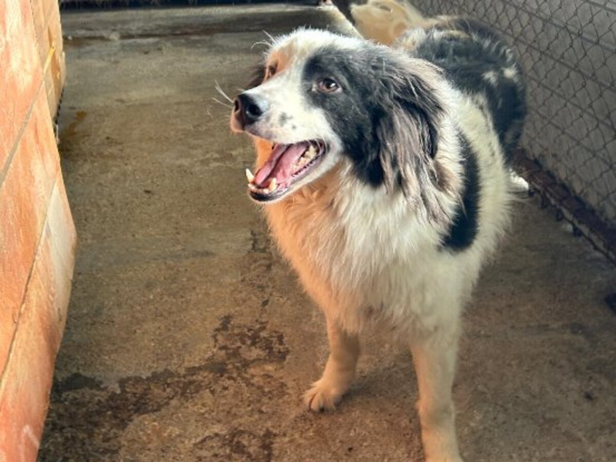 Adoption Floki
