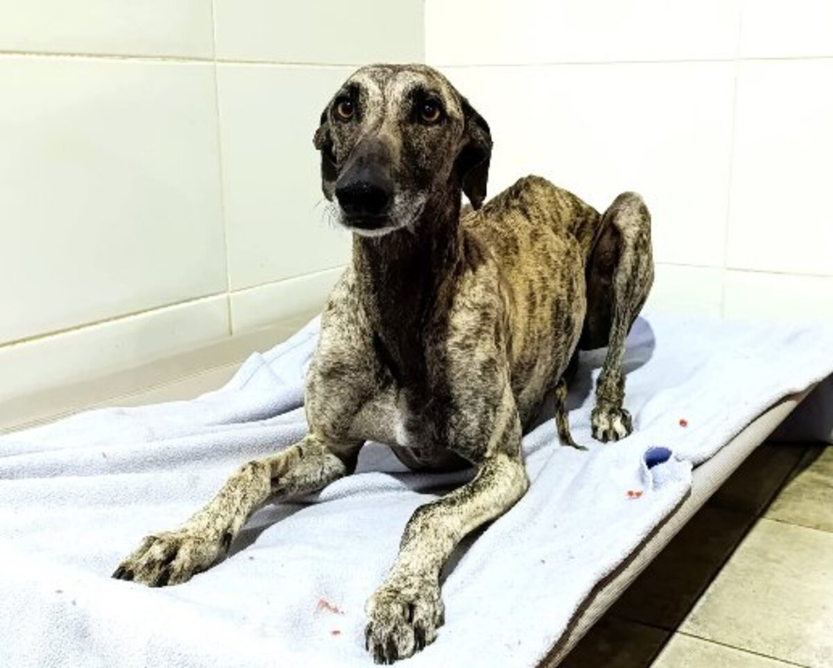 Adoption Flop