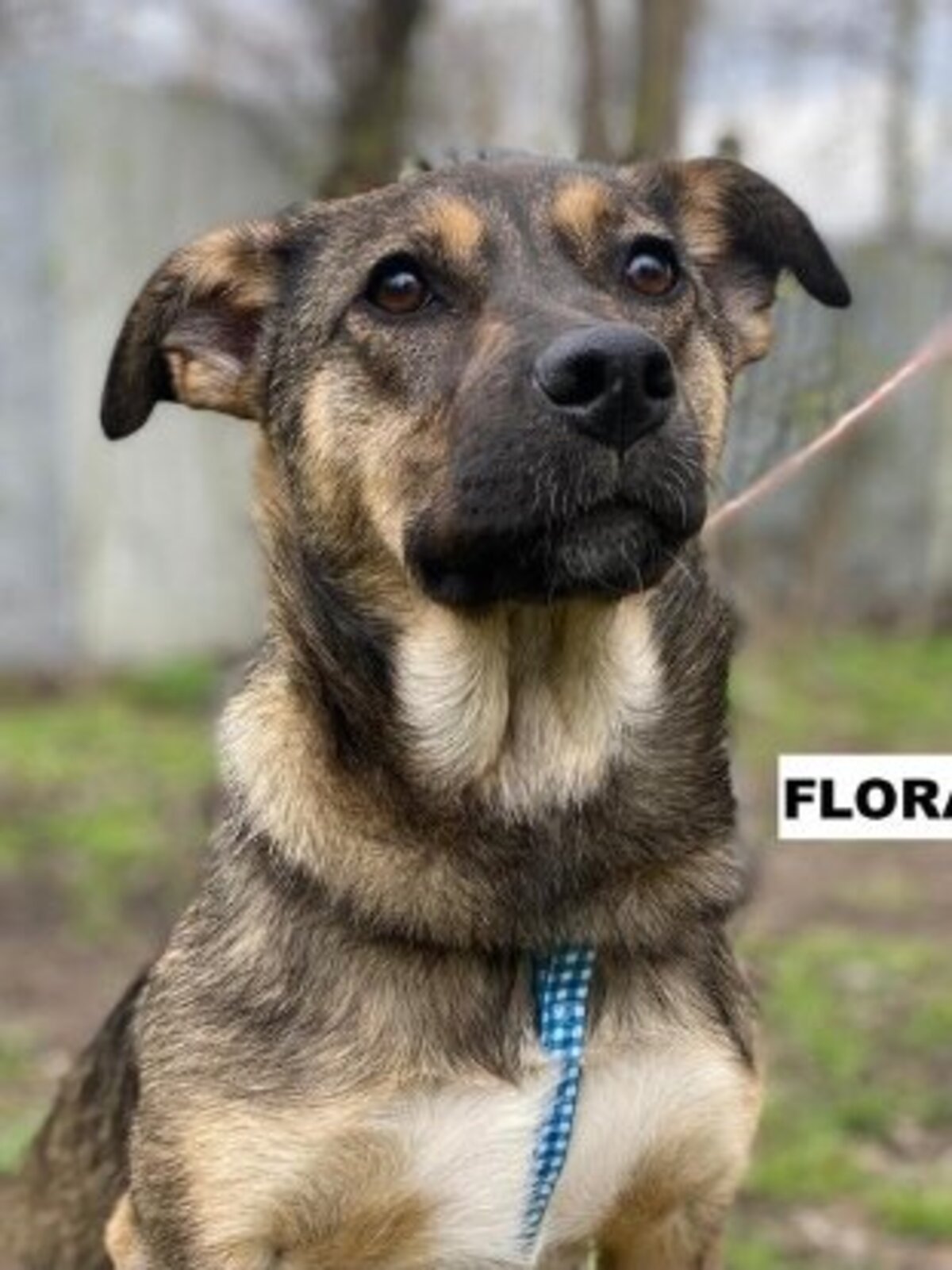 Adoption Flora
