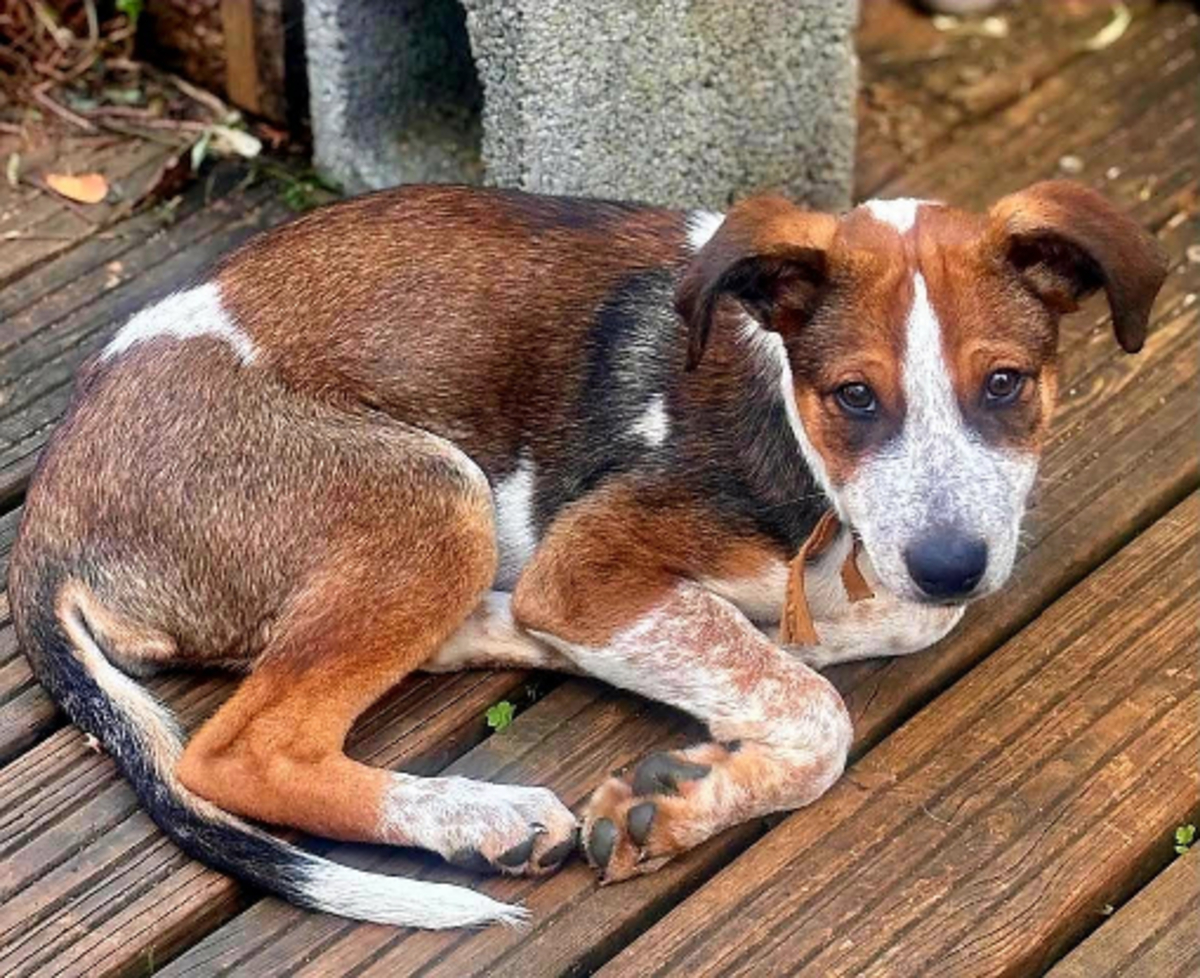 Adoption Fred