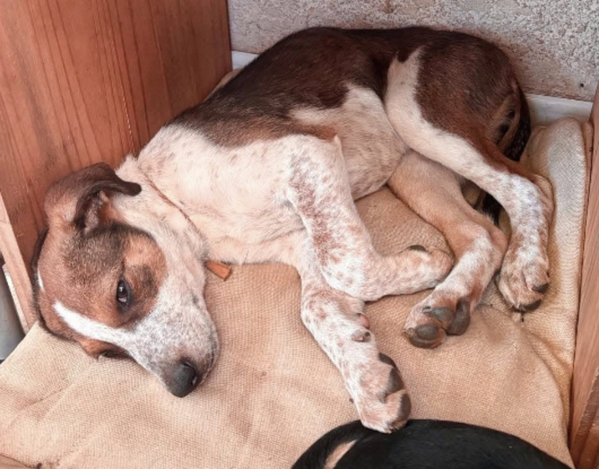 Adoption Fred