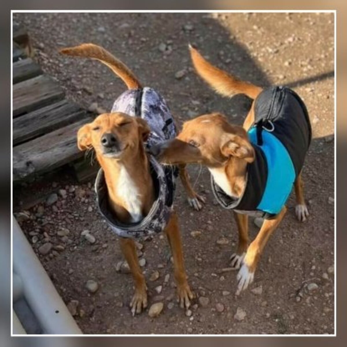 Adoption Fresa & cereza