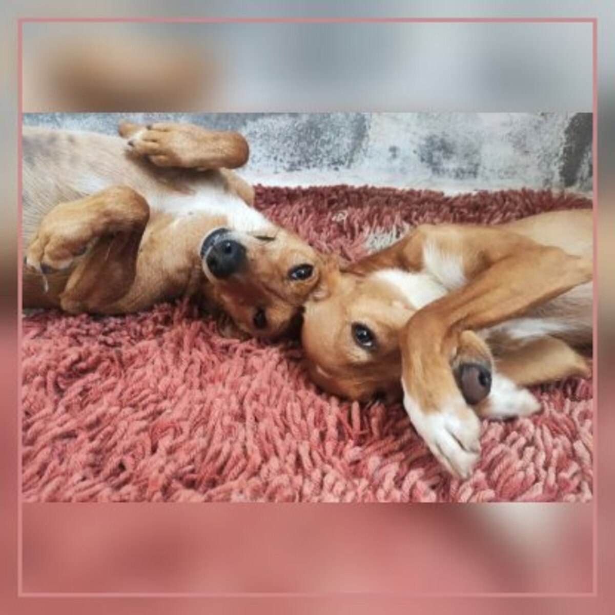 Adoption Fresa & cereza