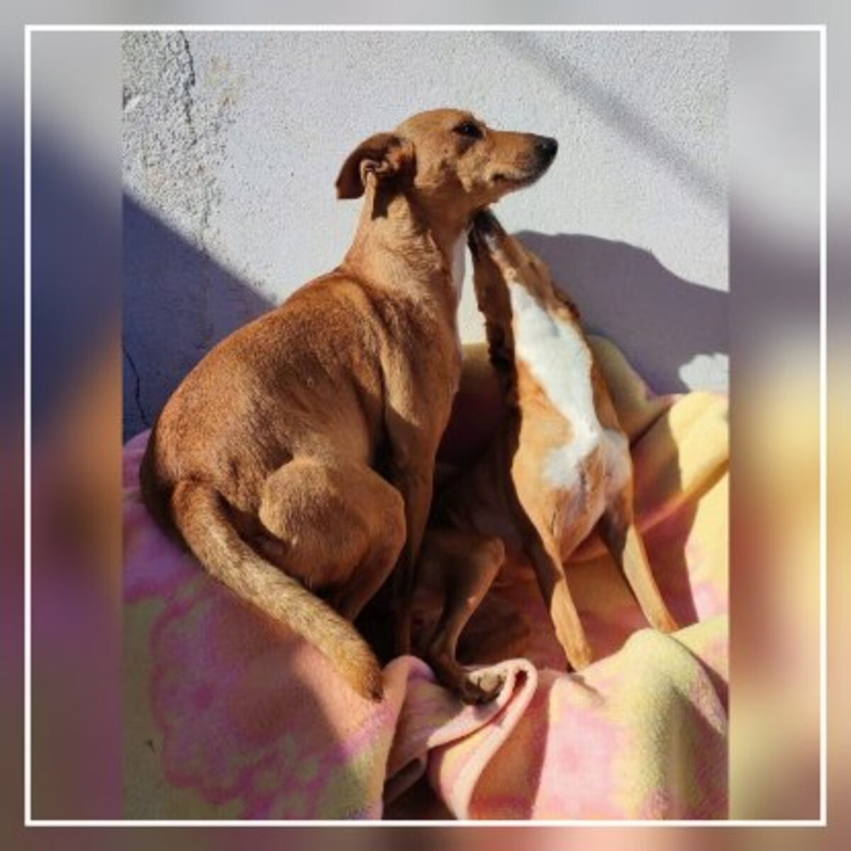 Adoption Fresa & cereza