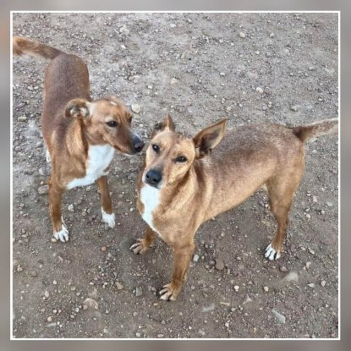 Adoption Fresa & cereza
